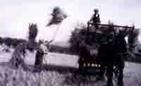 Frank White harvesting at Manor Farm pre 1914