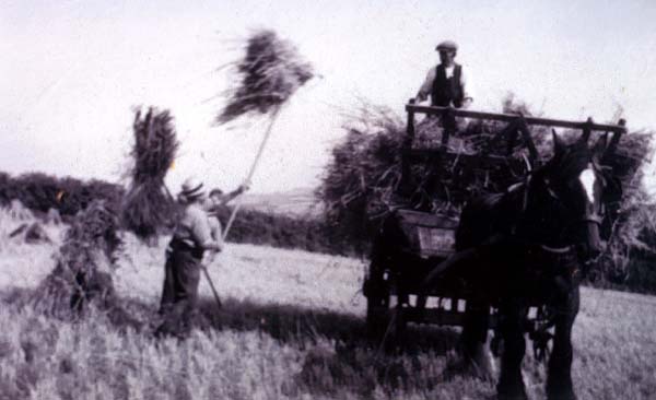 Frank White harvesting at Manor Farm pre 1914 