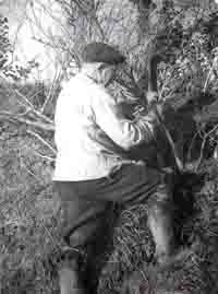 Fred Legg working on another hedge