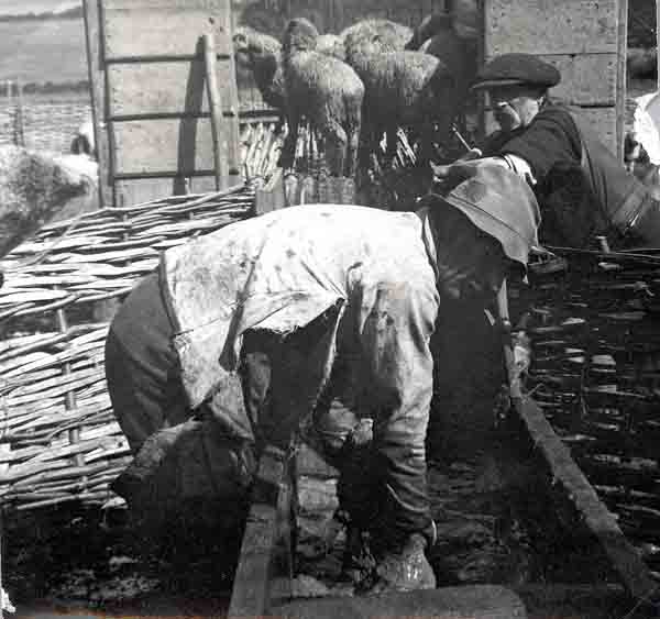 Sheep dipping at Graston Farm