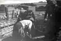 Sheep dipping at Graston Farm