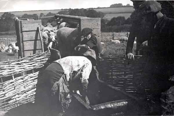 Sheep dipping at Graston Farm.