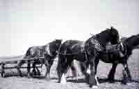 Working horses on Manor Farm