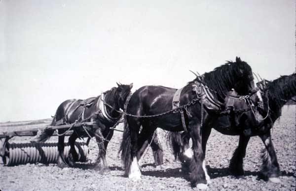 Horses on Manor Farm