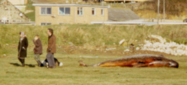 On January 4th 1980, a Pilot Whale was washed up 