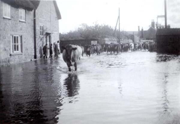 What with flooding...and the cattle! (Note high wall & low sign opposite the pub)