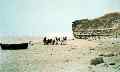 Carting shingle off the beach C. 1954