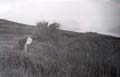 Reed cutter at work on Burton Mere c1935