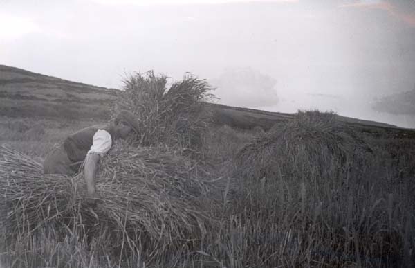 Reed cutter at work on Burton Mere c1935