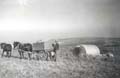 Pigs being watered at Cogden Farm