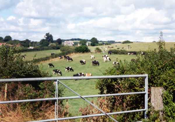 Cattle in field