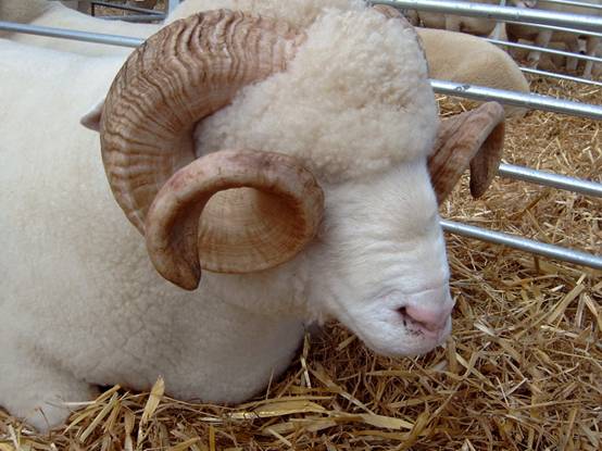 Dorset Horn Ram