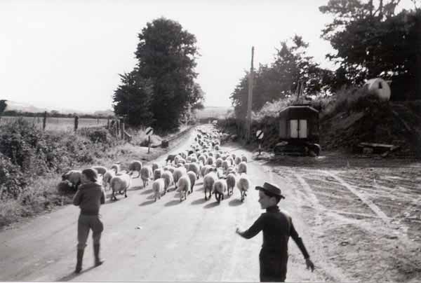 Dipped sheep returning past Cheney's Garage