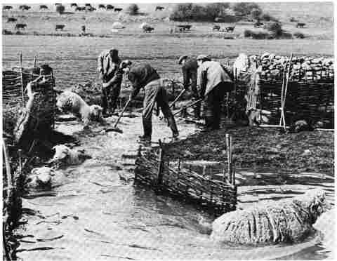 Sheep dipping in Burton Bradstock