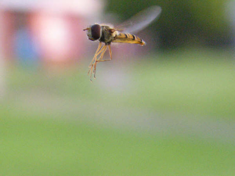 090126-hover_fly-Luke_Smith