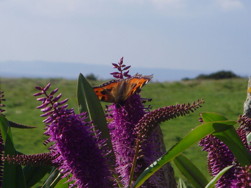 090624-Butterfly_colours_James_Loveridge